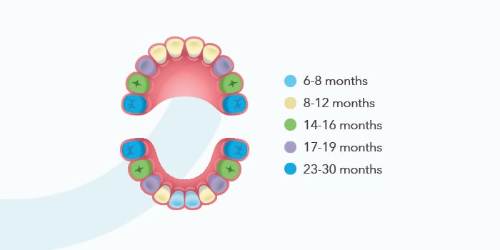 tooth development guide