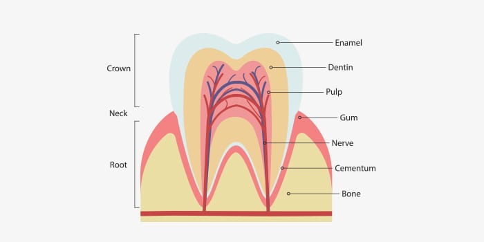 Tooth Internal Structure Diagram